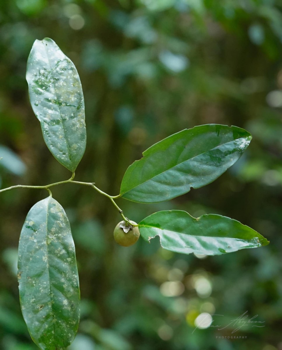 Diospyros toposia Buch.-Ham.